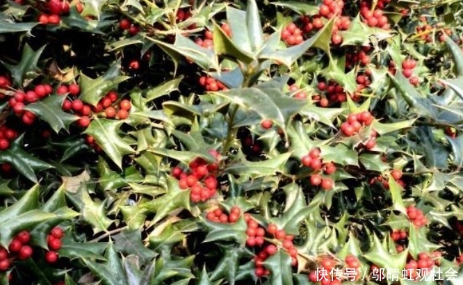  「药用价值」农村有一种植物，价值珍贵，但没人敢买，殊不知药