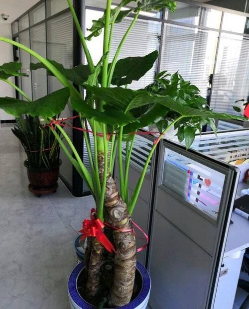 好处■滴水观音有毒,还有这么多人养它,原来是这点好处,能冲煞气
