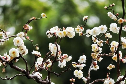  「取名」原来花草名字是这么来的，长见识了！