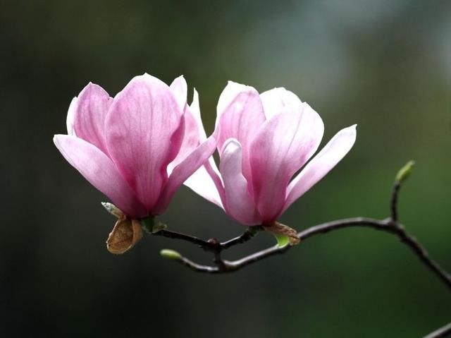 辛夷花與鼻淵的故事 你知道嗎 雪花新闻