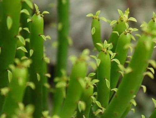  『清奇』“精品玫瑰”泰姬，花开如美姬，清奇美丽，可以说是养花必备！