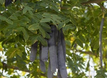  皂角树■过去满山没人要，如今120元一斤，被农民大量种植了