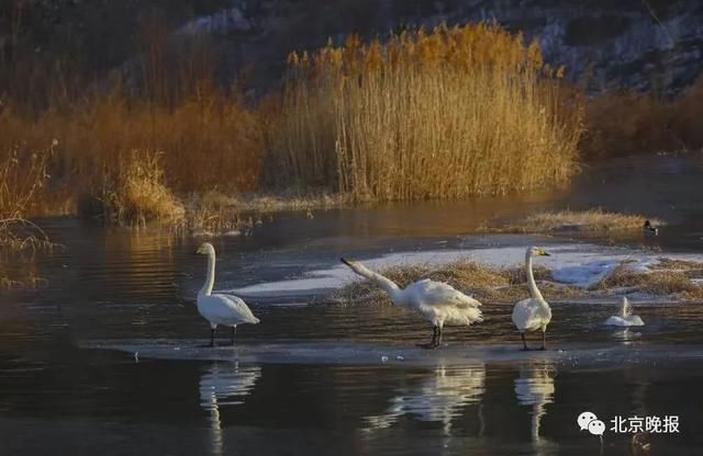  天堂|上万只候鸟赶来，北京密云水库成“鸟的天堂”，你能认出几种？