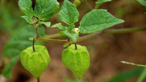  「根茎」农村小孩当玩具，城里却当“黄金果”卖15一斤，你认识