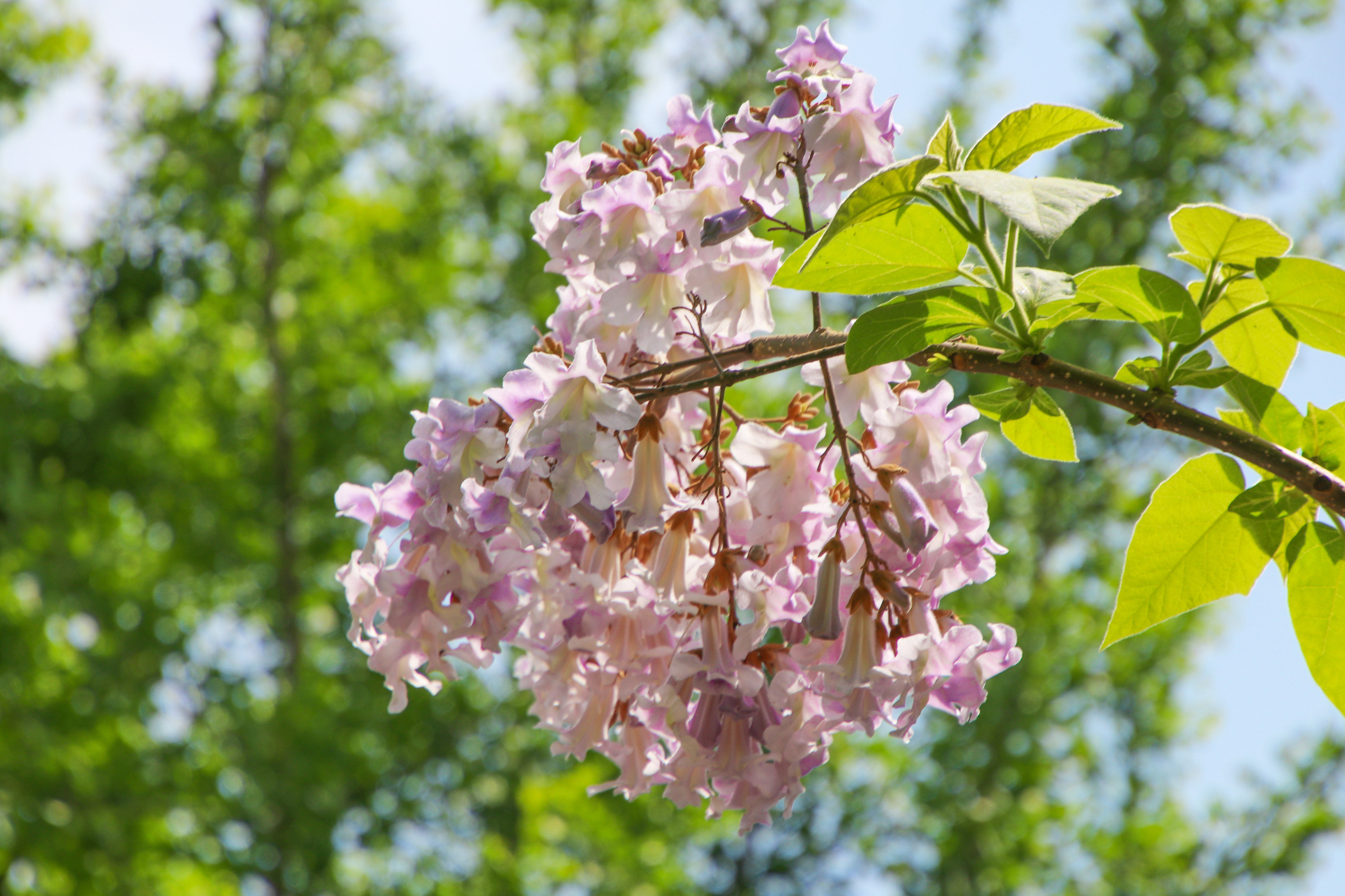 来沂蒙山，我“养”你啊