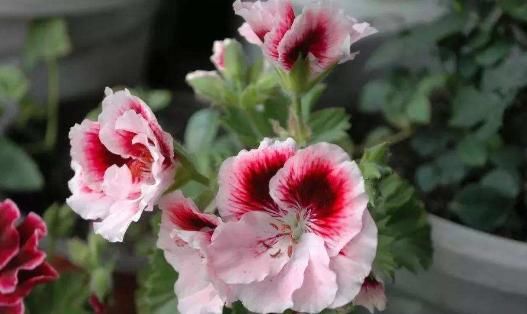 娉婷婀娜:养这几款植物,花开娉婷婀娜,红艳欲滴,阳台变花园,独特又美观