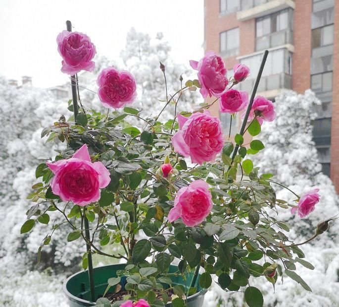  养花■秋天养花就选这5款，仙气十足，盛开时繁花似锦，开花满屋子飘香
