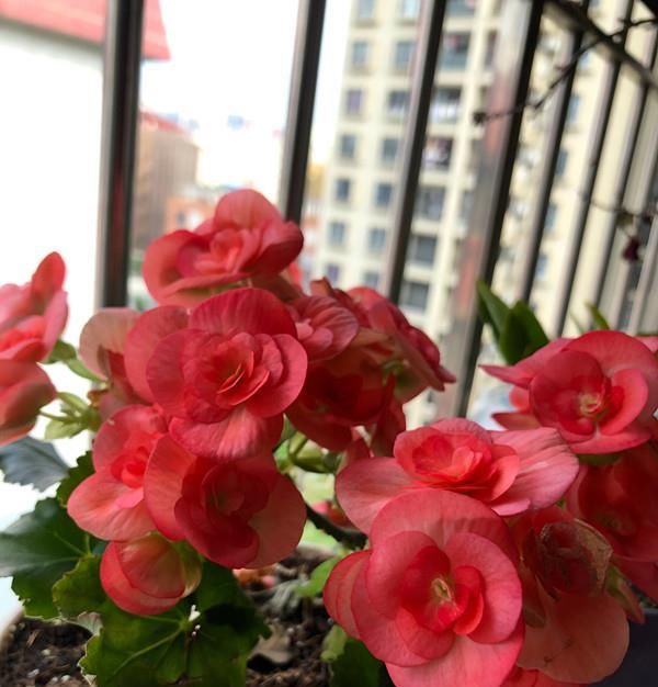海棠:夏天如何养好丽格海棠?教你几招,可使安全度夏,花开不停
