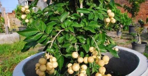  把它：吃龙眼留“黑籽”，1把“扔”土里，30天“小树苗”齐冒头！