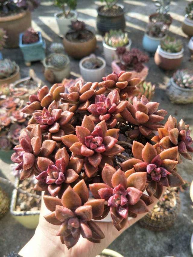  「发芽」4种多肉容易发芽，1盆能变20盆，养起来特有成就感