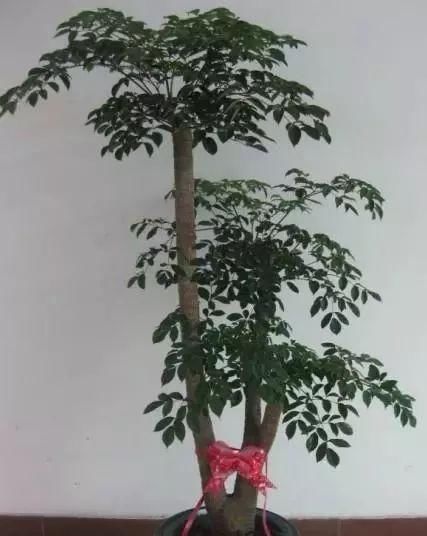  #散射光#这“3种花”能招财，能“镇宅”，比富贵竹、金钱树强多了！