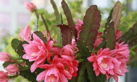 #枝干#令箭荷花“剪一剪”,枝干壮、花芽钻,花朵开满300朵,赏花海