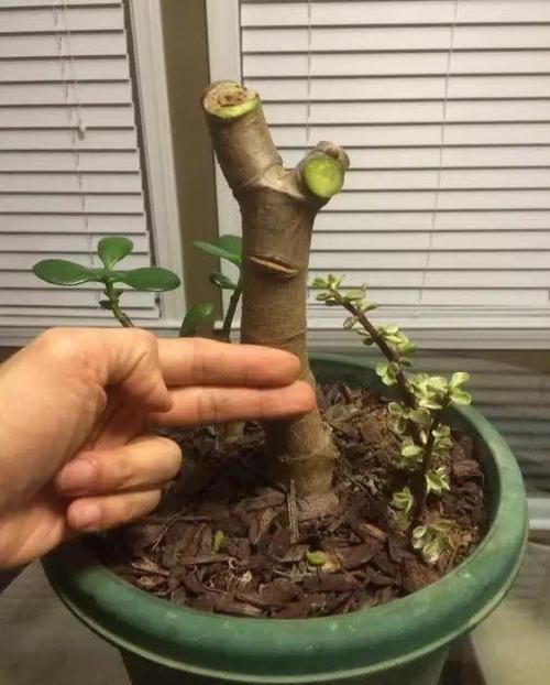  放在散射光好的地方■养了20年的玉树，杆子比大腿还粗，满树白花跟下雪了一样
