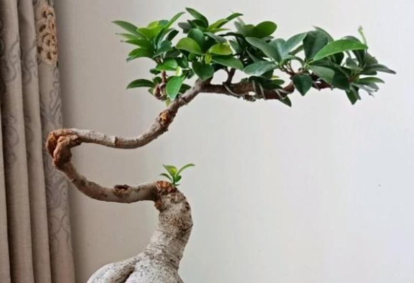 #椰糠栽培#盆景人参榕,哗哗掉叶子?教你4步,枝叶繁茂美回来