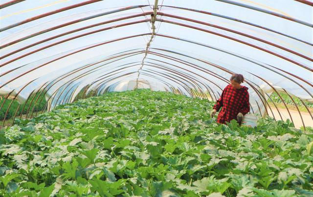  种植西葫芦@农民种植一种蔬菜，亩产量10000斤，4亩收入40000元