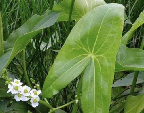 植物@水沟里的“1种绿植”,被称为“茨菰”,比“香蒲草”值钱,珍贵