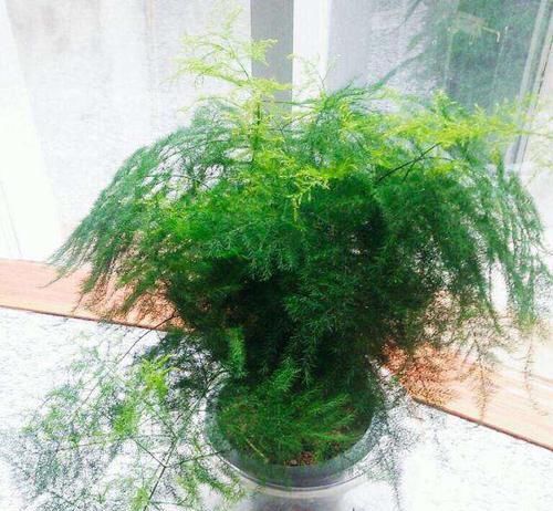  『文竹生长』有一种花卉，叶片翠绿，适合养护在家中书房，观赏价值高