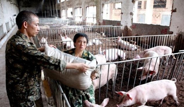 8月16日猪价：再涨！9、10二月猪价走势已定？专家：警惕这3点