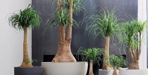  『家里』在家里养几种耐阴耐旱的观赏植物，不用经常照顾