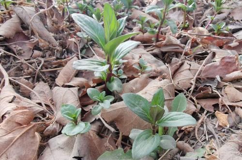  土壤：苹果树下野生的薄荷，随便掐一段茎埋土里，不用几天长成新盆栽