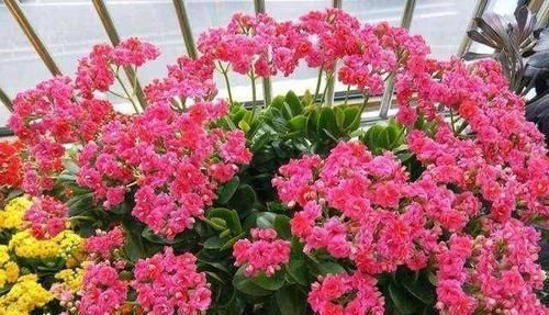  『用来』你丢掉的废物，我用来养花，盆土不板结，叶子肥的流油，花苞猛开