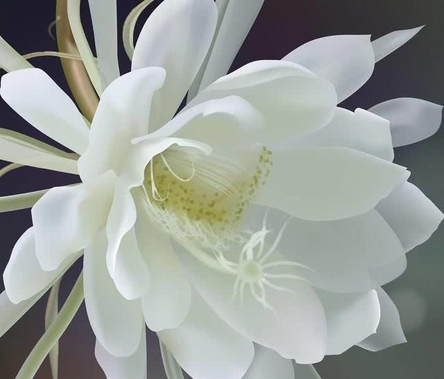  「花苞」这几种花，养了就是赚到，花苞、果实、叶子都是好东西