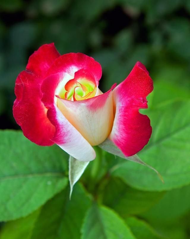  「嫁接苗」全世界最好看的花属于月季花,花开那么美又好养,怎能不心动