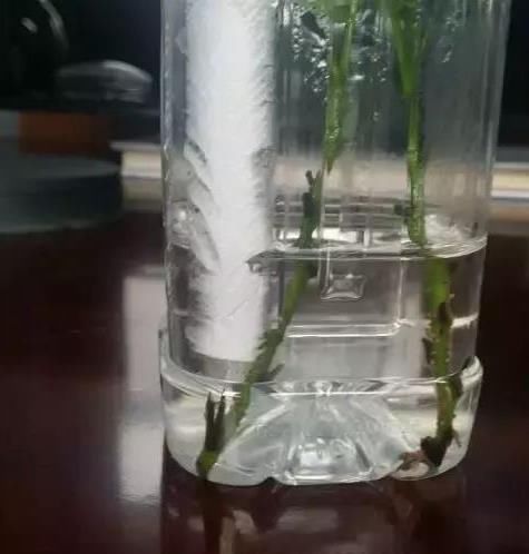 水里■绿化带里剪根枝，丢水里7天就生根，1个大花盆还装不下！