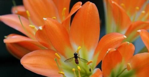 『浇错』养君子兰，浇水姿势居然很关键，浇错水叶片脏兮兮，发黄又烂根