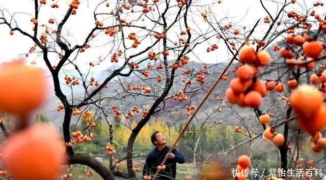  「遭遇」“柿子”大量上市遭遇滞销，果农发愁，专家提出3个建议