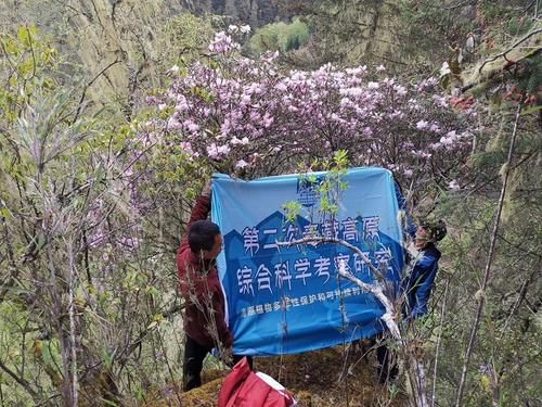  「杜鹃」枯鲁杜鹃野外灭绝？野外科考告诉你：只要还剩下一棵，它就可能重现天日