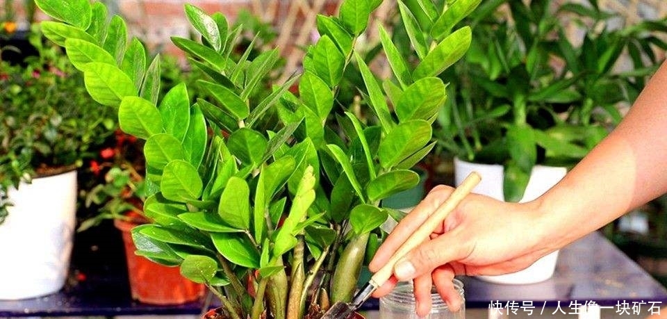  盆栽类型@我们在种植金钱树的时候，所遇到的根部茎叶出现干瘪的原因