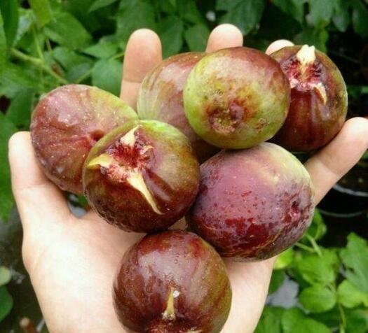 这种果树，好养易结果，阳台养一盆！结果30多斤，常吃身体好