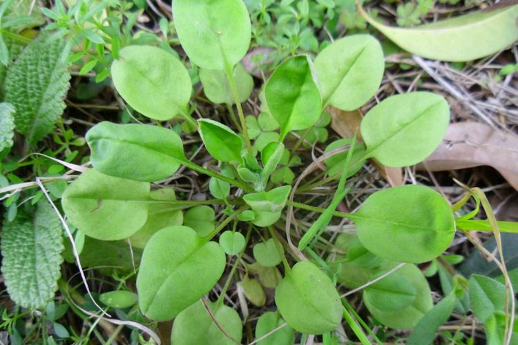  独特：野菜味道独特，营养价值高。