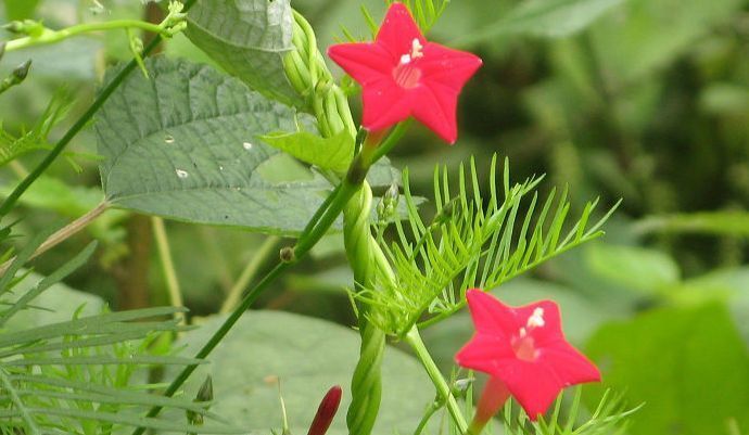  「观赏价值」养花就养这四款，花姿秀美，花香芬芳，花开缤纷多彩