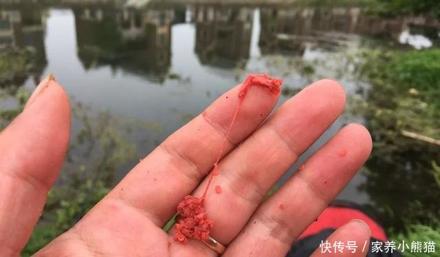 『个头』个头虽小,扰窝能力却极强,野钓遇见麦穗鱼该如何处理