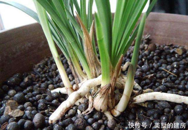 『养分』兰花新苗僵住不长,重点考虑4个原因,解决后新芽“噌噌”冒