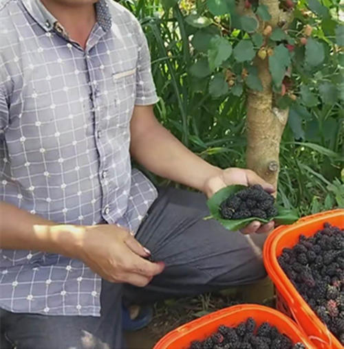 农民种植“毛毛虫”以前是为养殖，现今是为供应城里朋友亩入万元