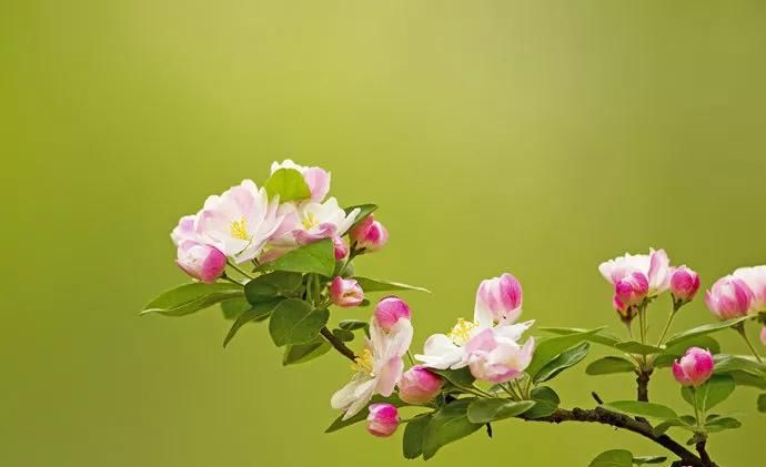  「今生」12种名花，如12位良师益友，与之相伴今生足矣！