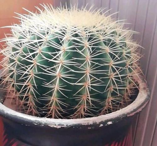  [芦荟]这10种绿植比'空气净化器'好用，好看又好养，家居盆栽首选