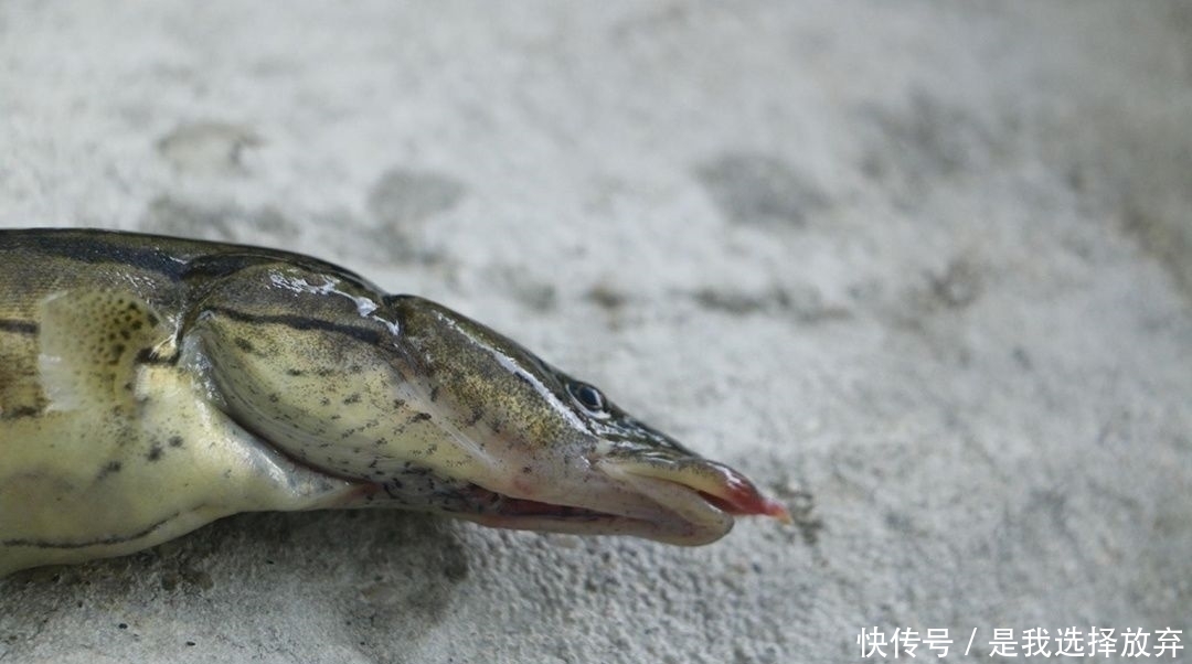  「少有」农村一种淡水鱼，背上带刺，市场卖60块一斤，为何少有