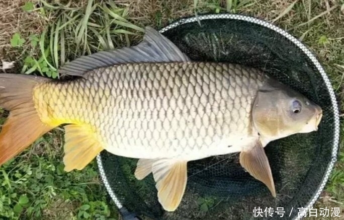 钓法@双钩钓法中,上钩中鱼和下钩中鱼的区别有哪些?是灵、还是顿?