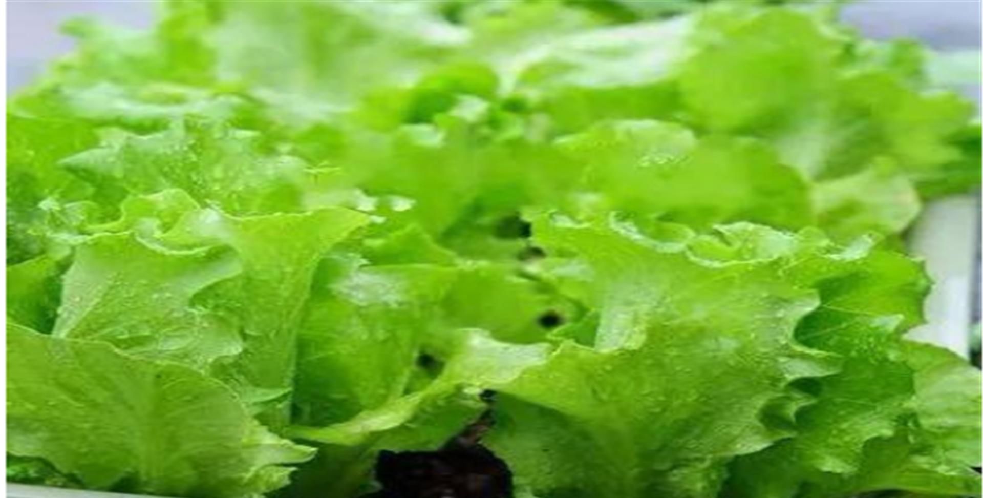 『蔬菜』想在阳台种菜?就选这五种蔬菜吧!易养又非常容易爆盆!