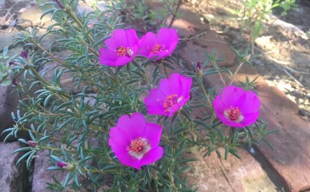 [种花草]墙根小花池可以种植的9种花草，你喜欢哪一种？