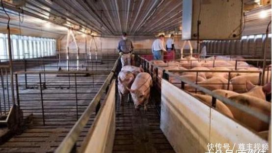  「国家」美国为何是全球最大的养猪国家？原因秘密在于对猪粪的