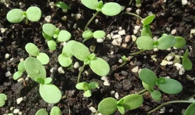  「够吃」阳台就是大菜园，这6种蔬菜都能种，一年不用买菜，全家都够吃