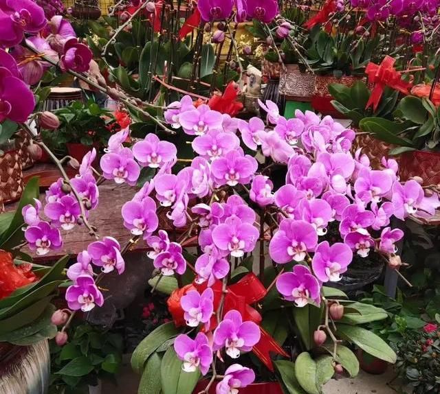  『五花八门』养花的肥料五花八门,真的有那么大作用?真的是越贵的越好吗?