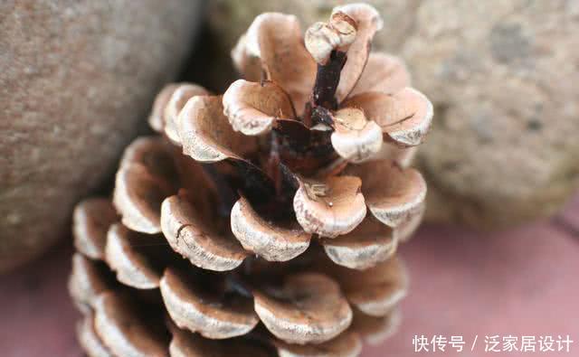 【精致】掉落的松果捡回家,一半埋土里,7天浇一次水,半个月变精致盆景