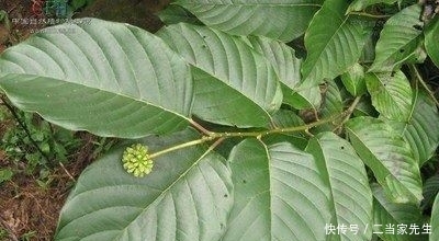#列为#喜树被列为第一批国家重点保护野生植物,头状花序近球形