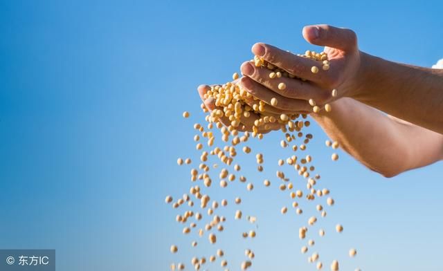 中国大豆产业如何才能振兴？想赶超美国、巴西，只能靠这项技术
